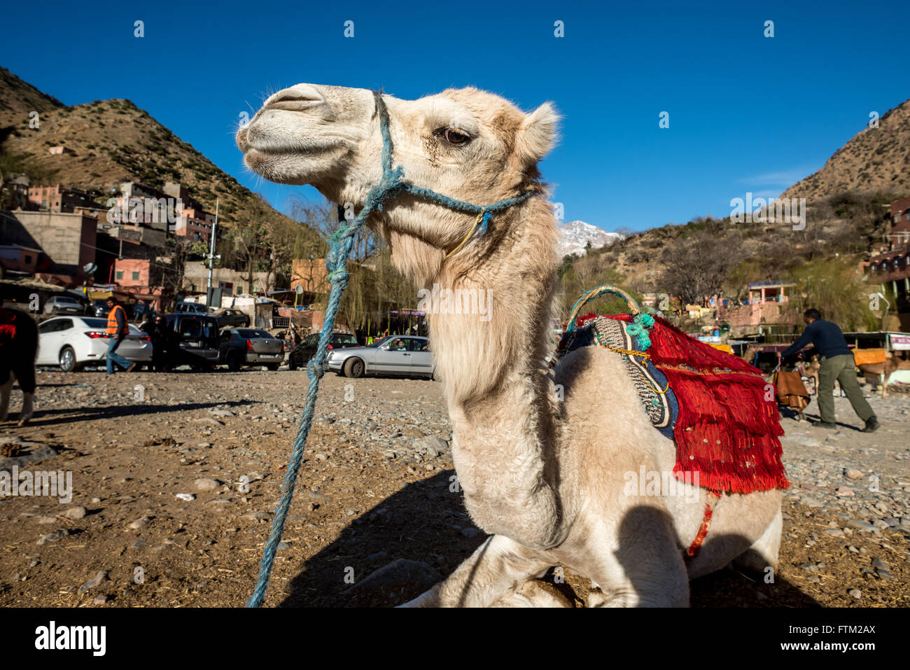 a working camel resting during a work day in the foothills of the foothills model works