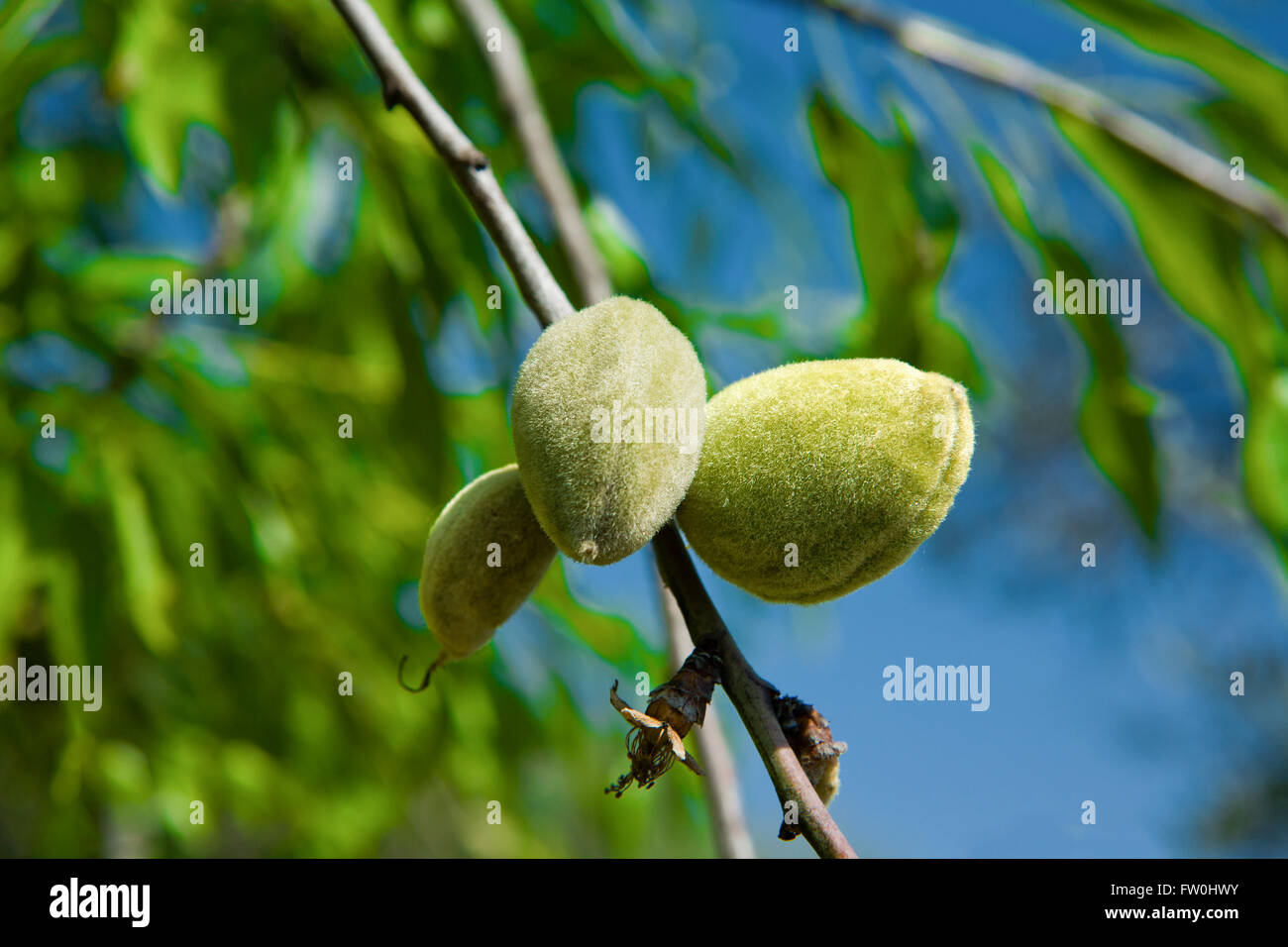 Closeup of a branch of wild almond tree with some green almonds Stock Photo, Royalty Free Image