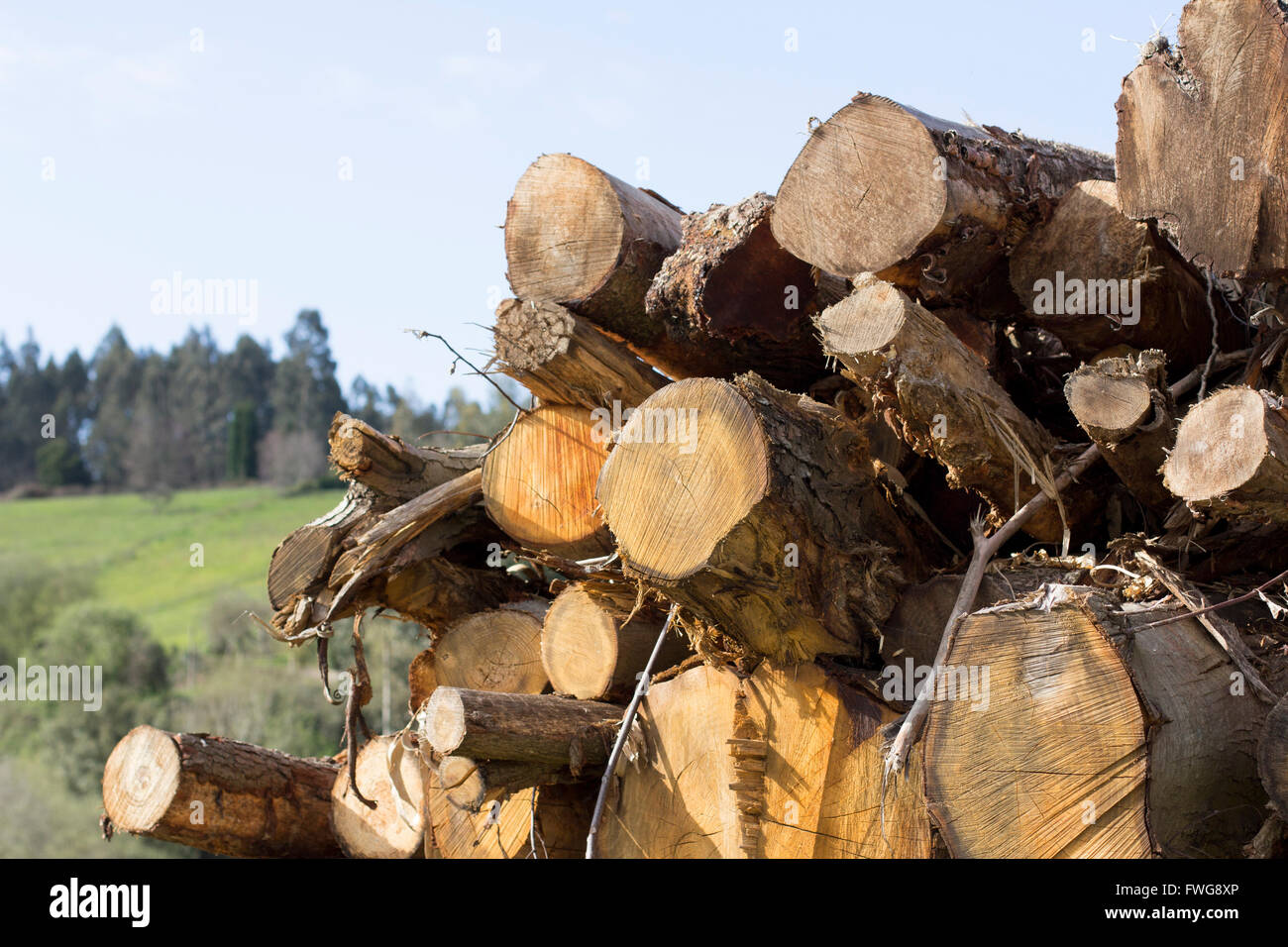 Logs Stock Photo, Royalty Free Image 101776494 Alamy