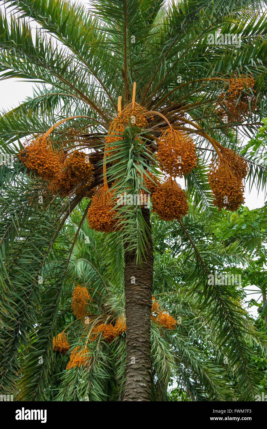 Bangladesh date Bangladesh date