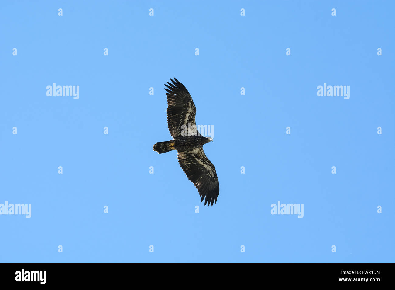 Eagle Stock Photo Royalty Free Image 101924305 Alamy