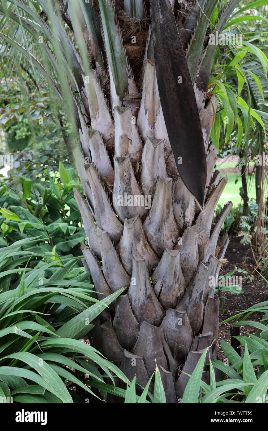 Palm Tree Trunk Stock Photo Alamy