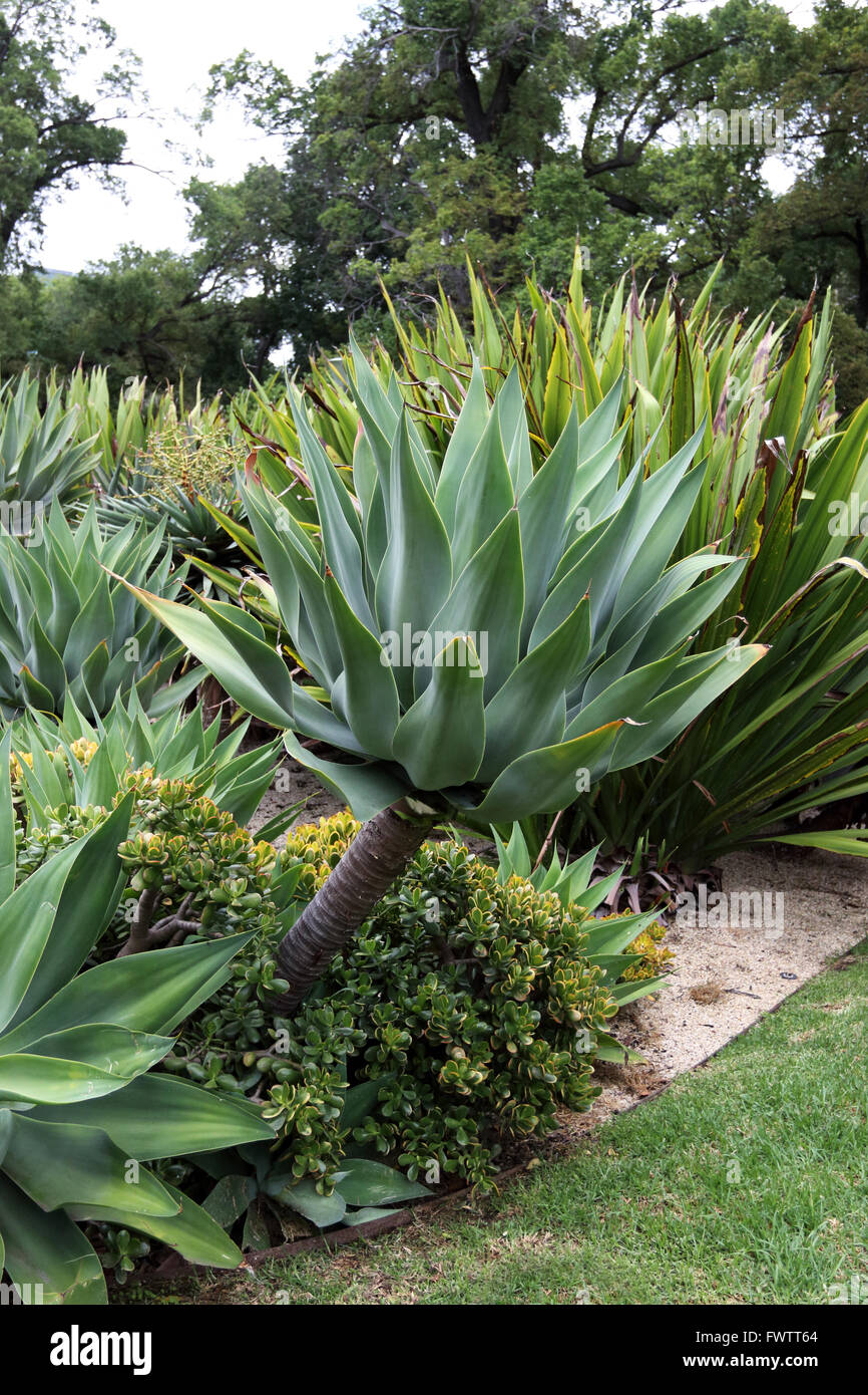 large agave attenuata nova or known as blue form agave stock photo royalty free image large agave attenuata nova or known as blue form agave stock photo royalty free image