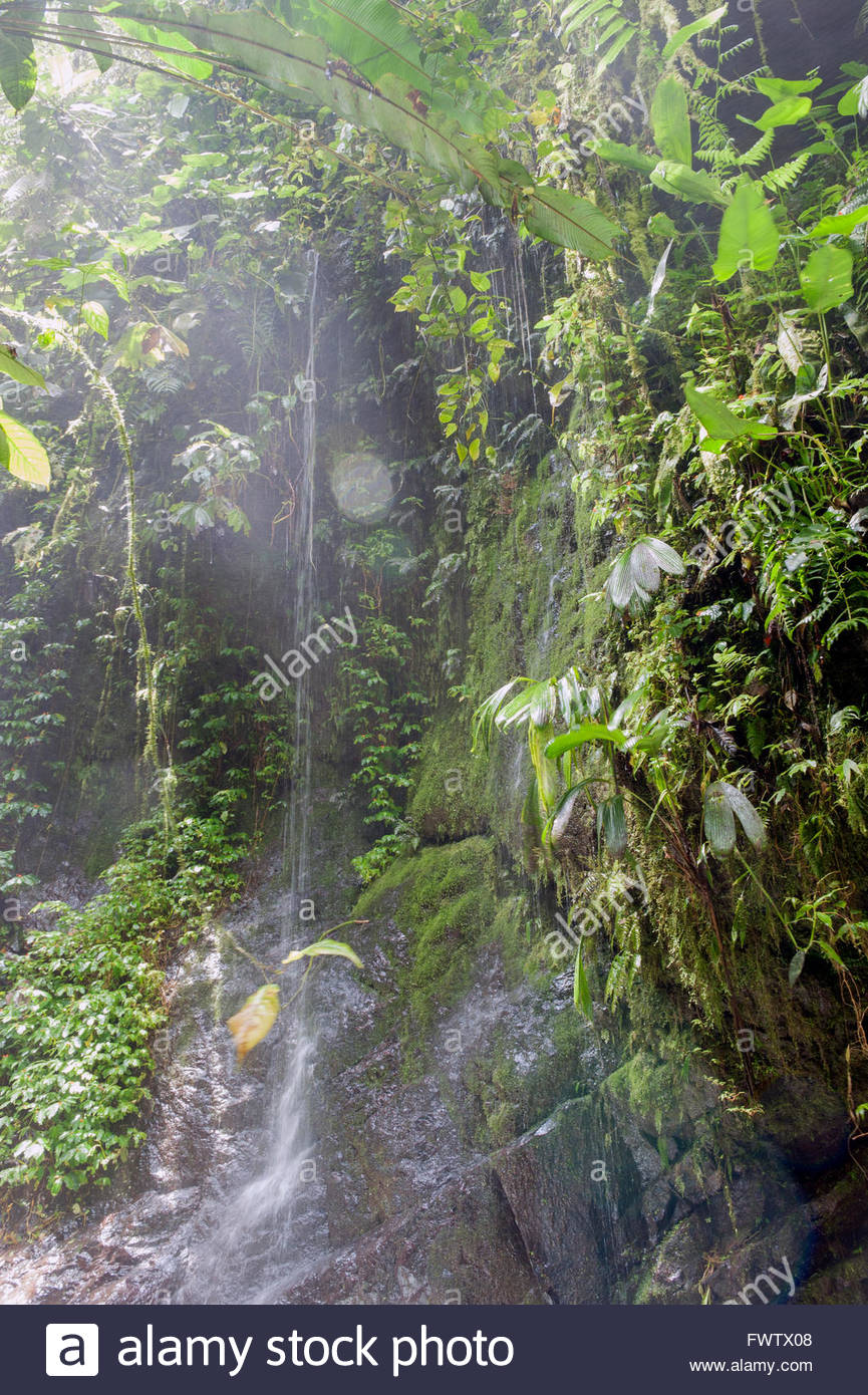 Mindo Ecuador Cloud forests of Mindo (Bosque Protector Mindo Stock