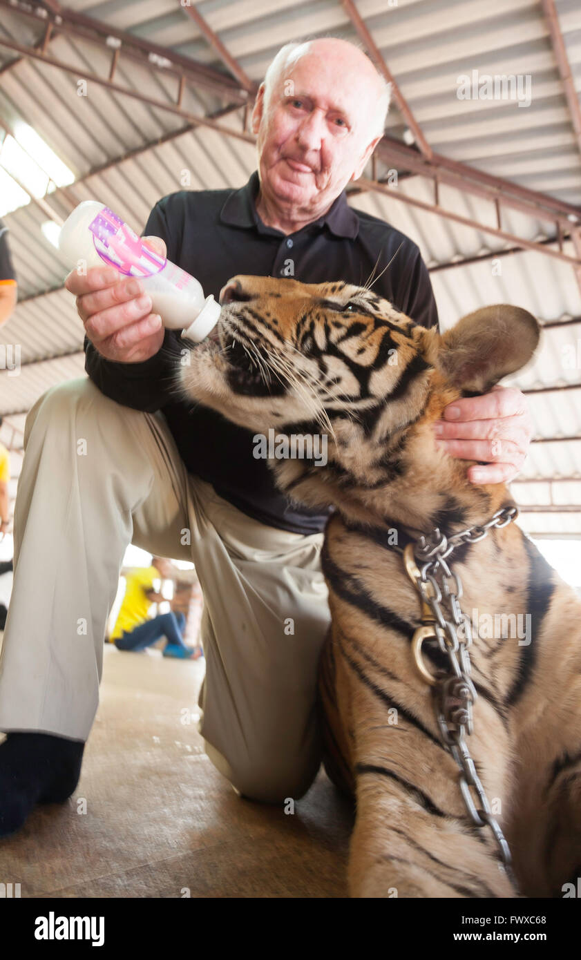 Bottle Feeding A Tiger Through Temple Grounds At Tiger bottle feeding a tiger through temple grounds at tiger