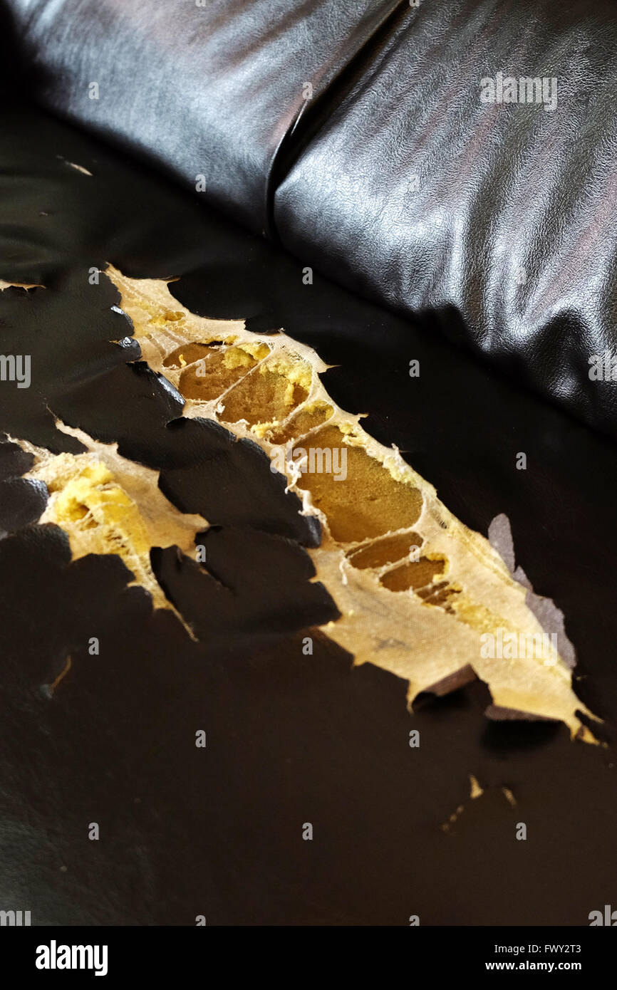 broken sofa Stock Photo, Royalty Free Image: 102013187 - Alamy