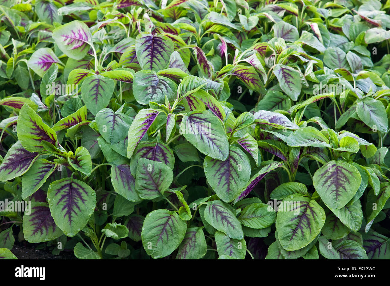 Jan choi, Chinese spinach growing in greenhouse Stock Photo, Royalty