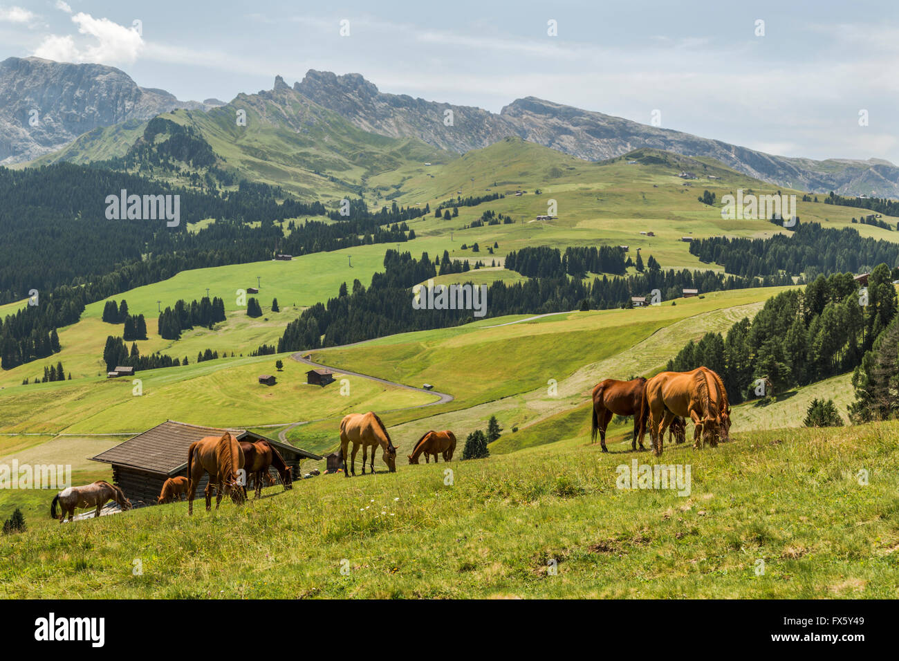Horses Walking On A Grass Plane High Mountains In The Background