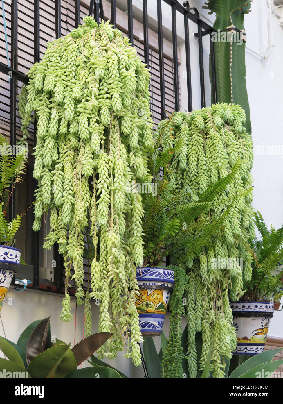 Succulent drooping green plants hanging from window bars in Alora Stock