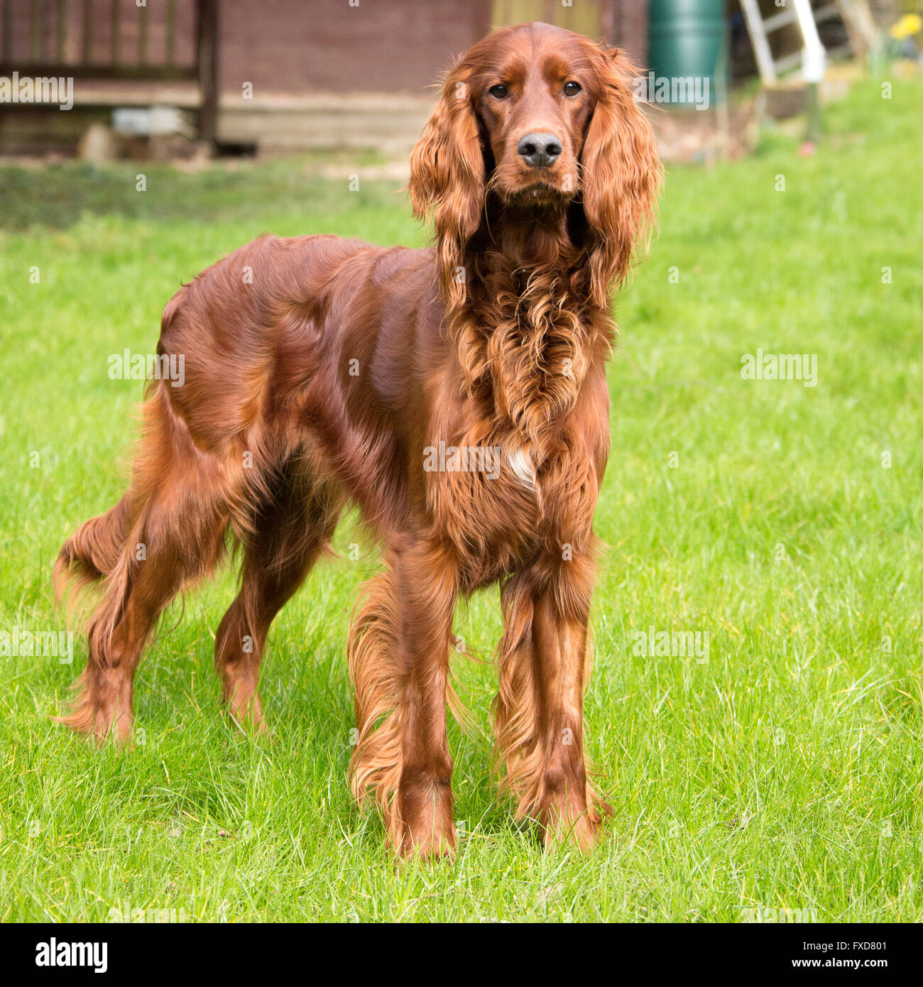 Irish Setter Dog Nature | red setter irish setter pet dog in natural setting Irish Setter Dog Nature | red setter irish setter pet dog in natural setting