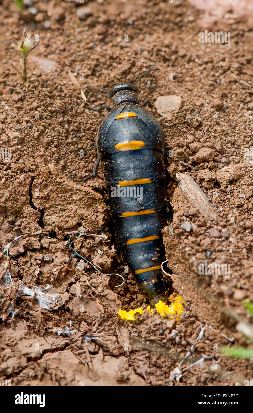 Red Striped Oil Beetle Berberomeloe Majalis Laying Eggs In Soil