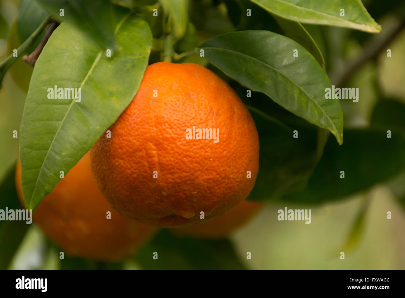 Mandarin orange tree with ripe mandarin fruit in the garden Stock Photo