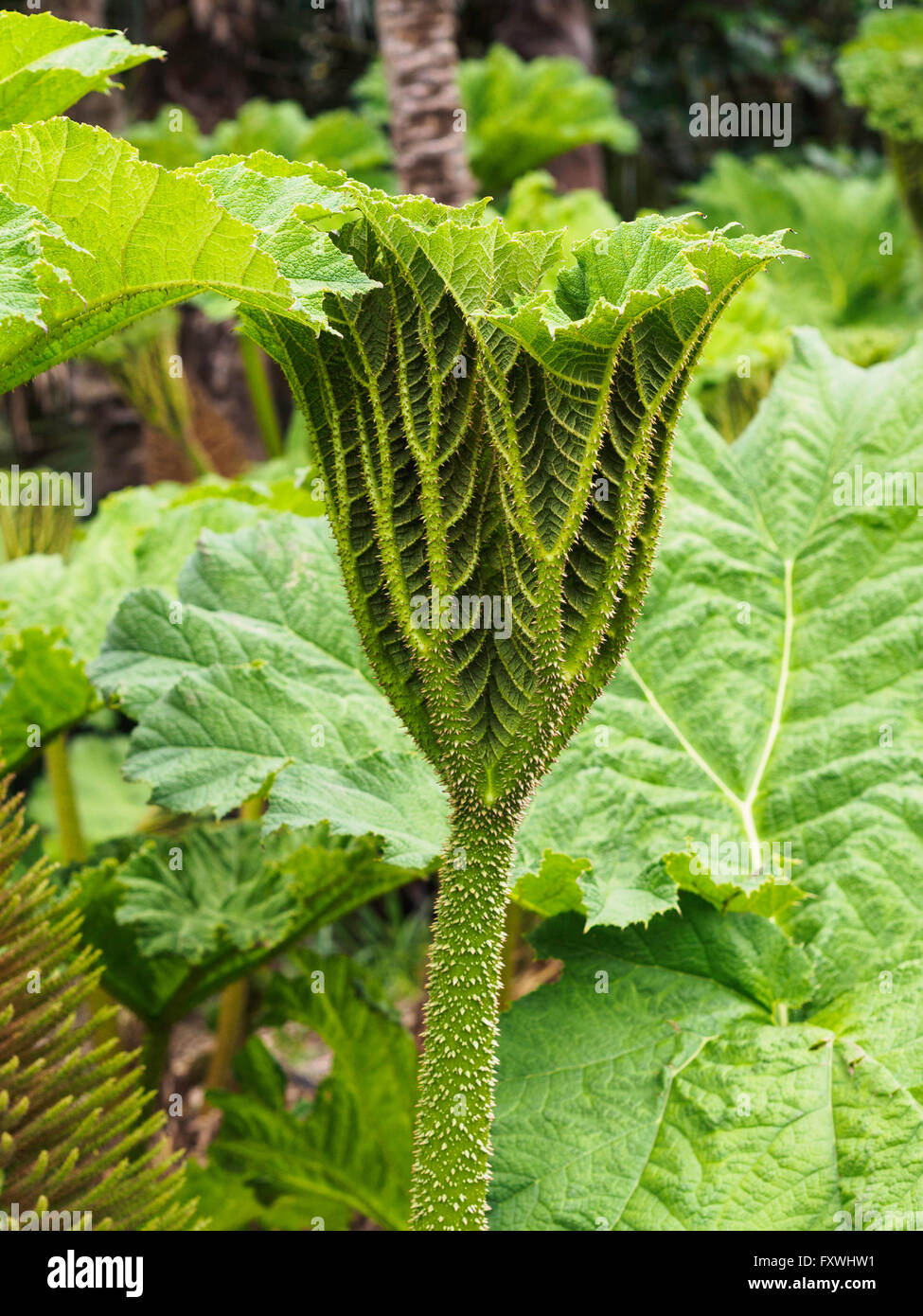 Picture Of Mature Rhubarb Plant 46