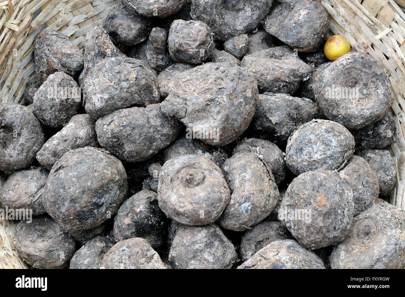 Elephant's Foot Yams for sale on the vegetable market at Udaipur in