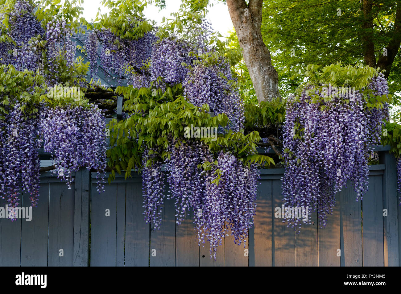 purple-wisteria-floribunda-flowers-overh