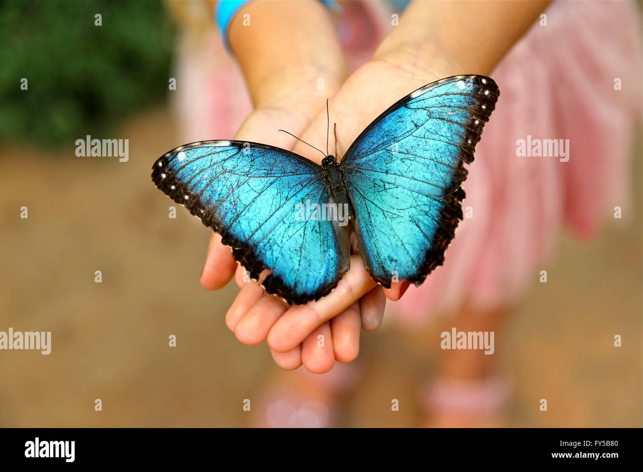 Uncategorized Butterfly Hand butterfly in hands stock photos images blue morpho girls image