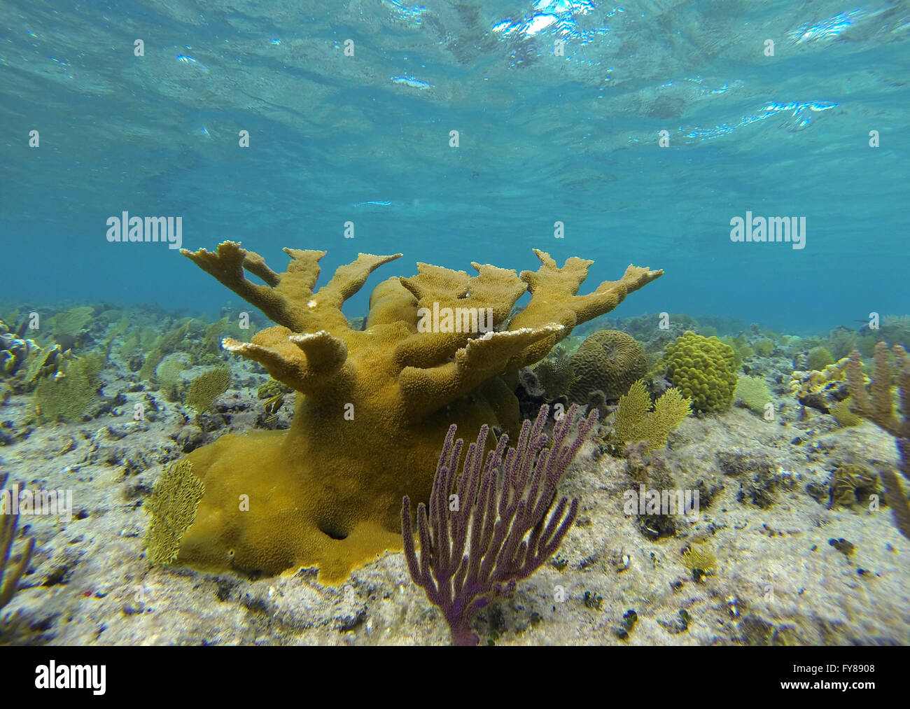 Coral Reef snorkeling adventures at Deadman's reef Freeport Bahamas