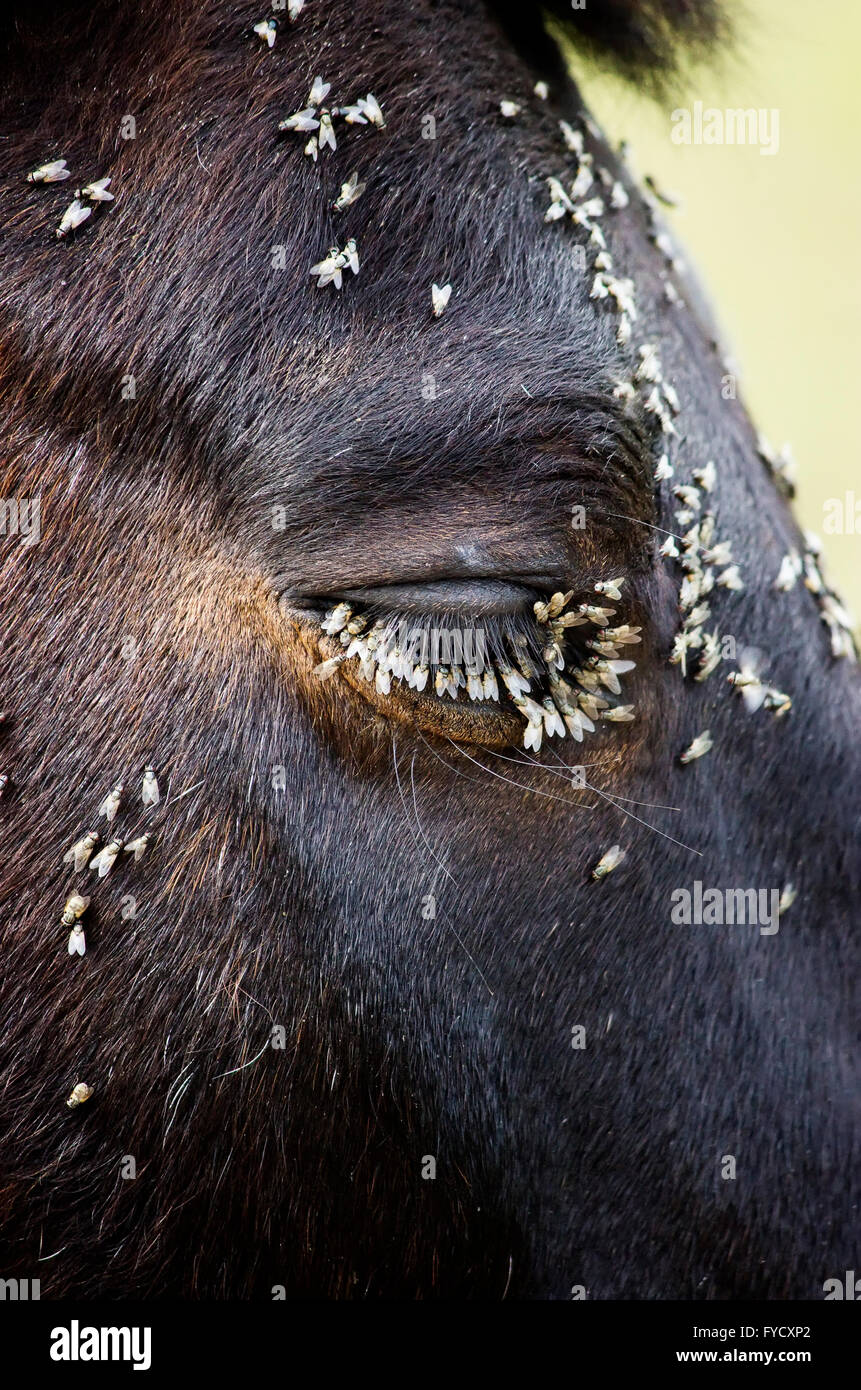 Swarm of flies feeding on the moisture secretions produced by the Stock