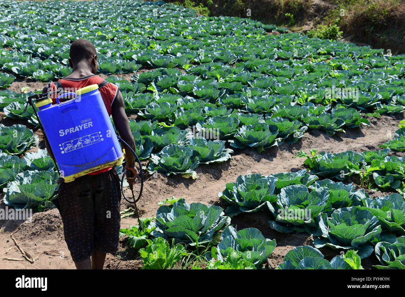 MALAWI, Thyolo, village Samuti, farmer sprays synthetic pesticides