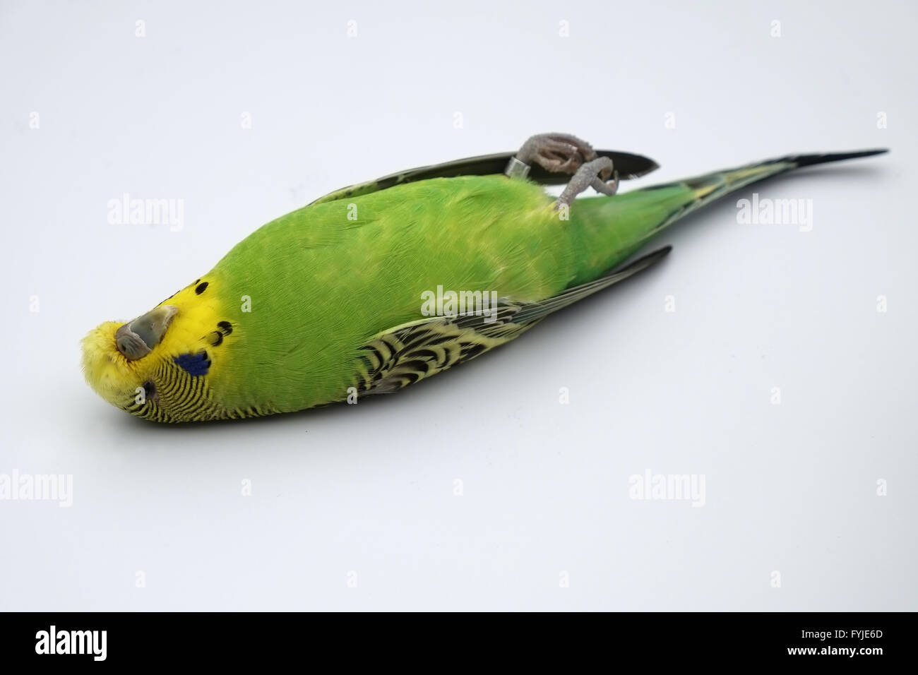 Dead budgie Stock Photo 103053845 Alamy