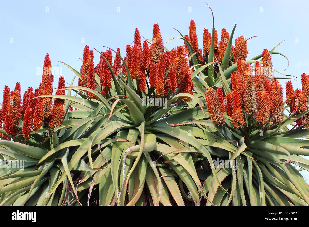 Flowering aloe plants Stock Photo, Royalty Free Image 103429045 Alamy