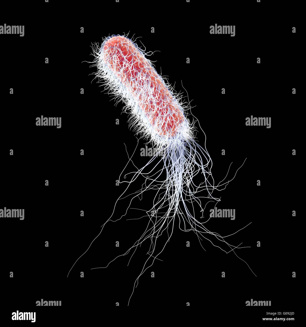 Pseudomonas Aeruginosa Bacterium Computer Illustration P Stock Photo Royalty Free Image