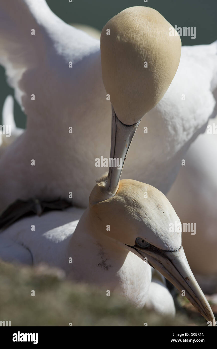 Mating Northern Gannet Hi Res Stock Photography And Images Alamy