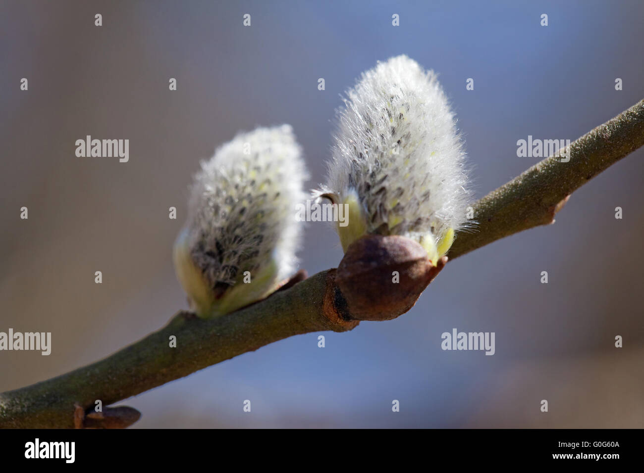 Buds Of A Pussy Willow Against Blue Sky Stock Photo Alamy