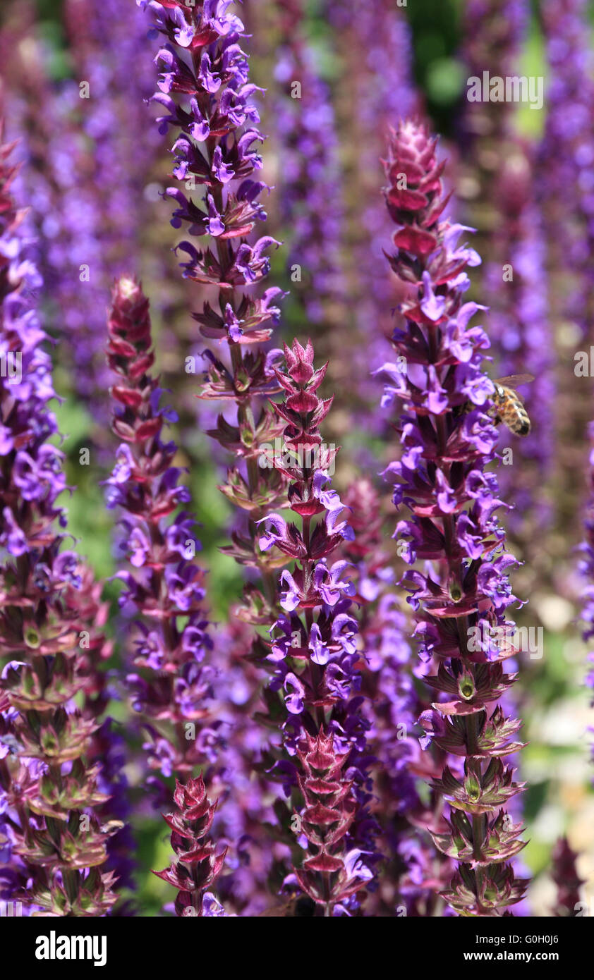 Purple flowering sage Stock Photo, Royalty Free Image 103635902 Alamy