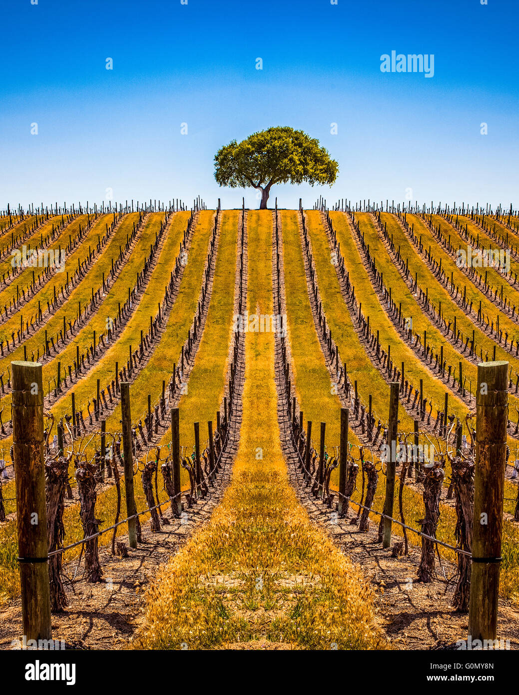 a-lone-tree-in-a-vineyard-in-paso-robles