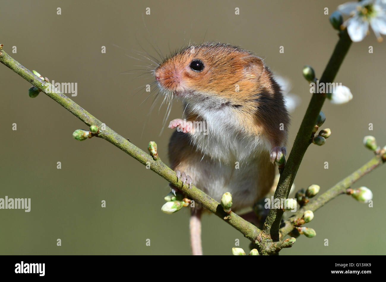 A harvest mouse climbing on a twig UK Stock Photo, Royalty Free Image