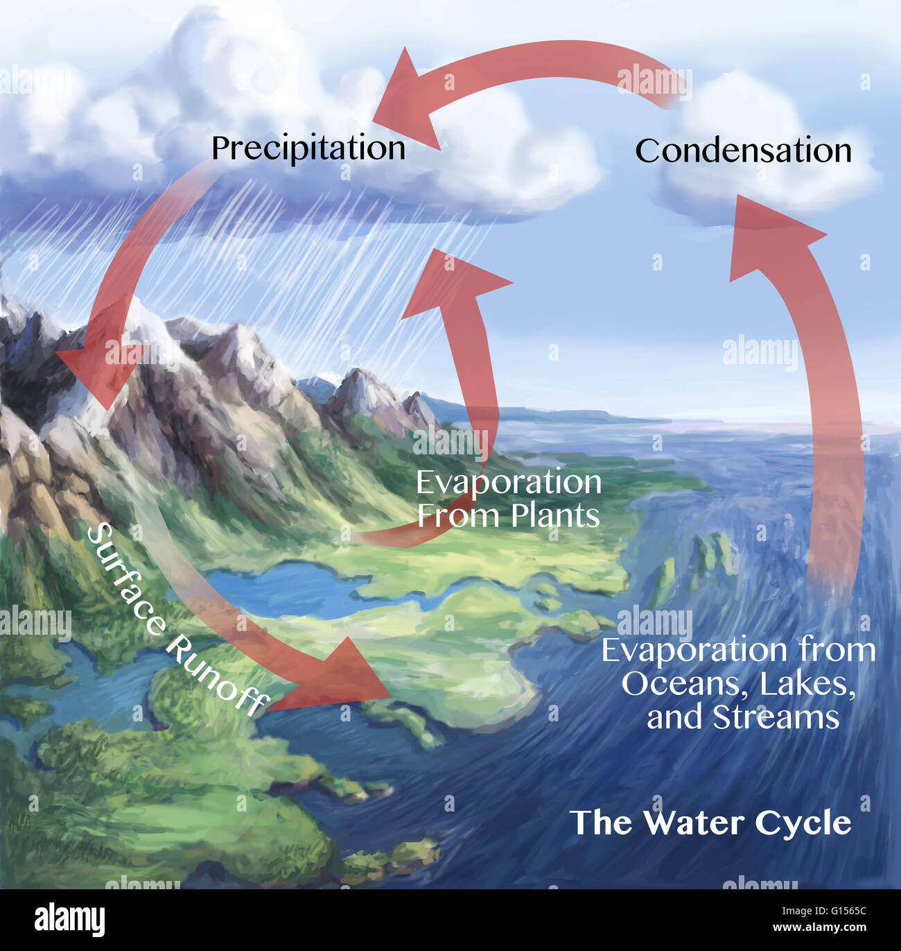 Water Cycle Illustration  The Red Arrows Here Show Some Of