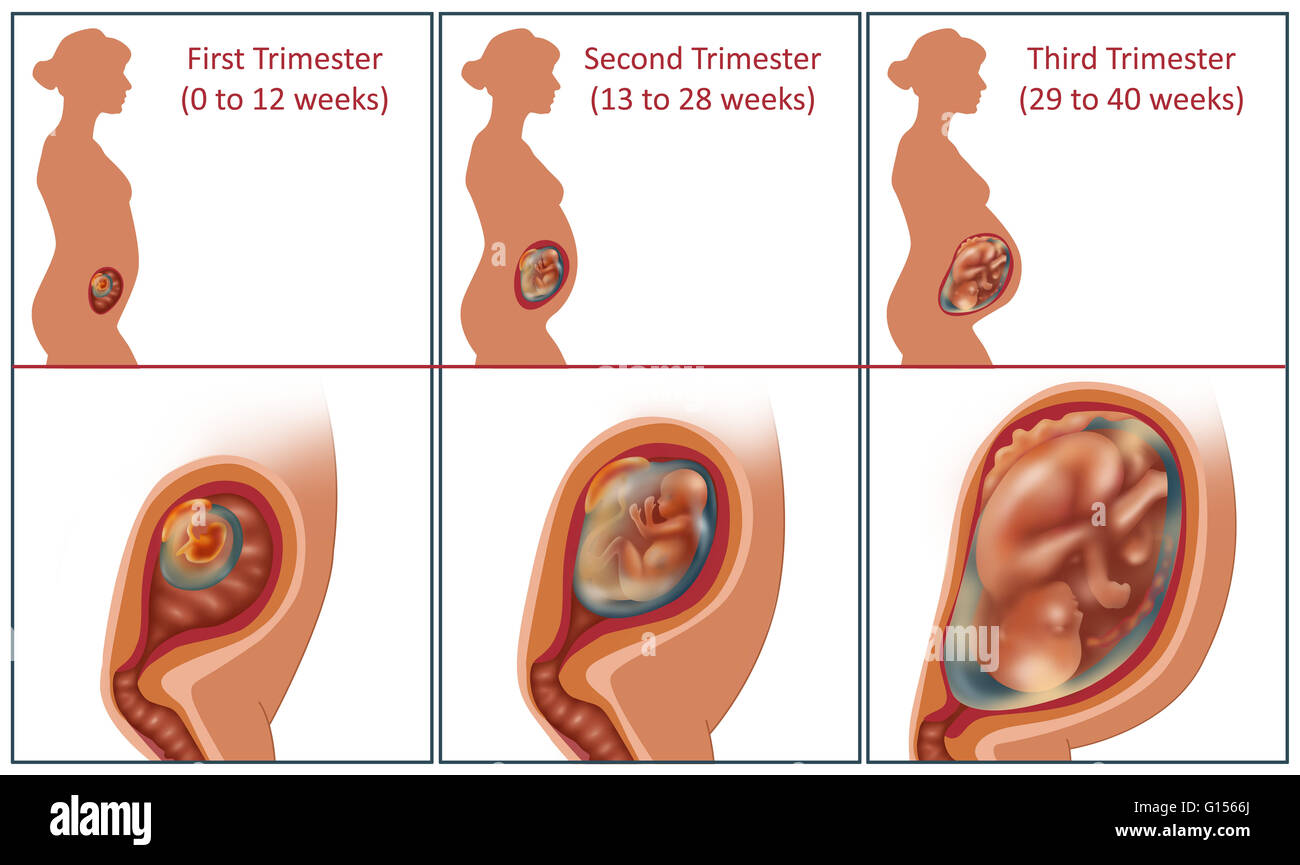 Sex During First Trimester 5
