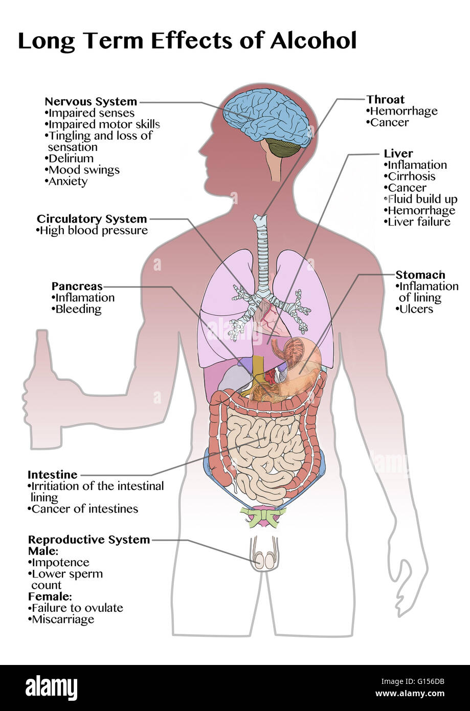 Pictures Of Alcohol On The Body 97