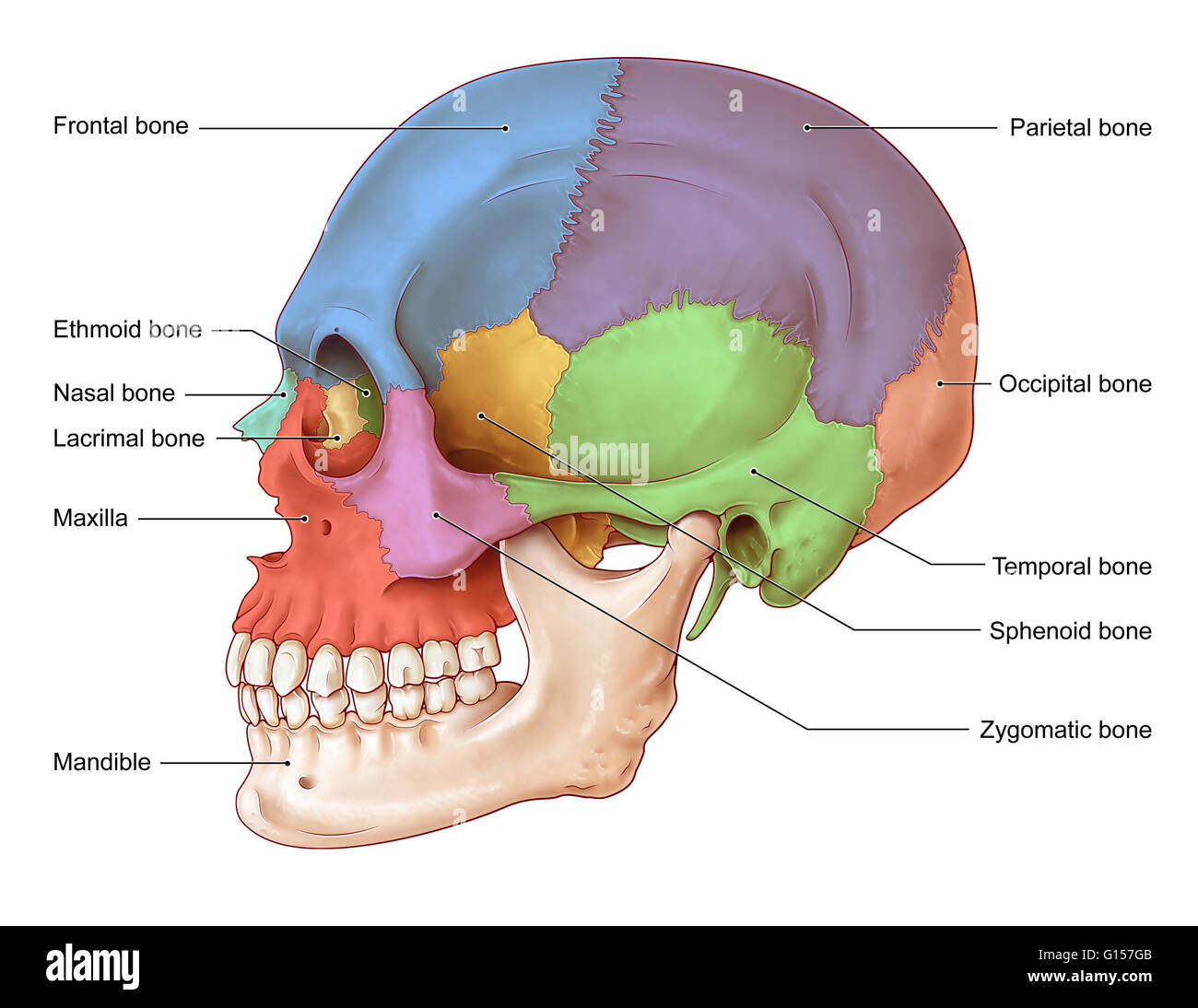 An Illustration Of The Human Skull From A Lateral View The Bones Of