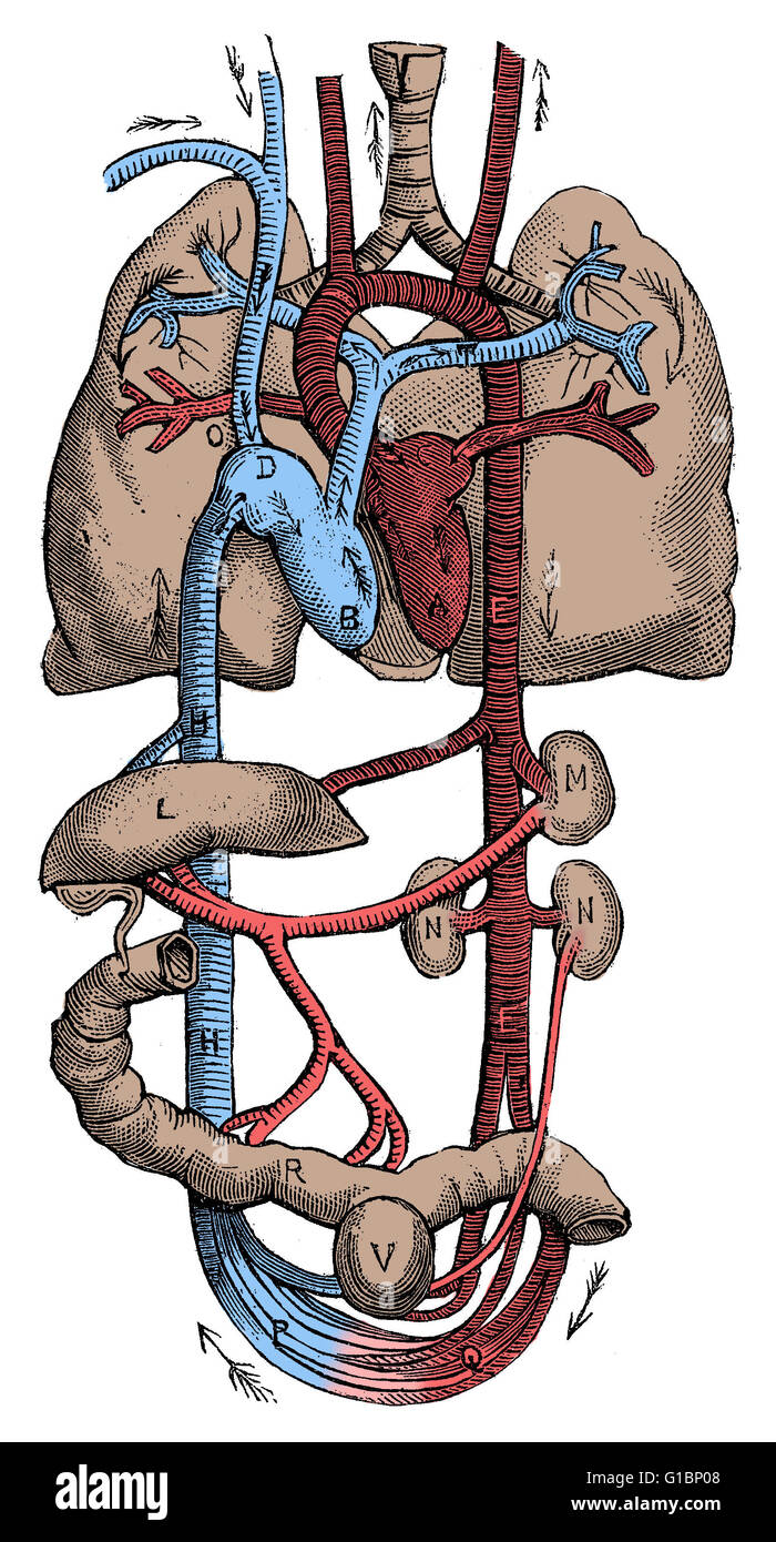 A human's circulatory system with arrows that show the direction of