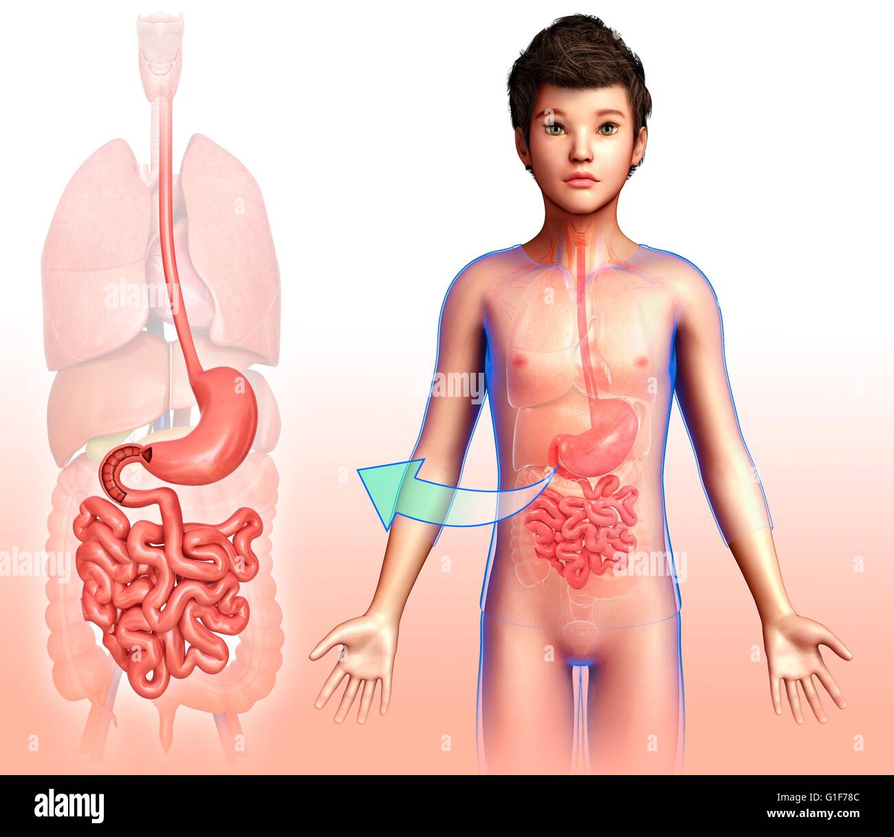 Human Digestive System Illustration Stock Photo Alamy