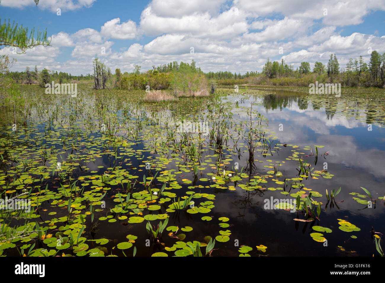 Folkston, The Okefenokee National Wildlife Refuge Stock Photo