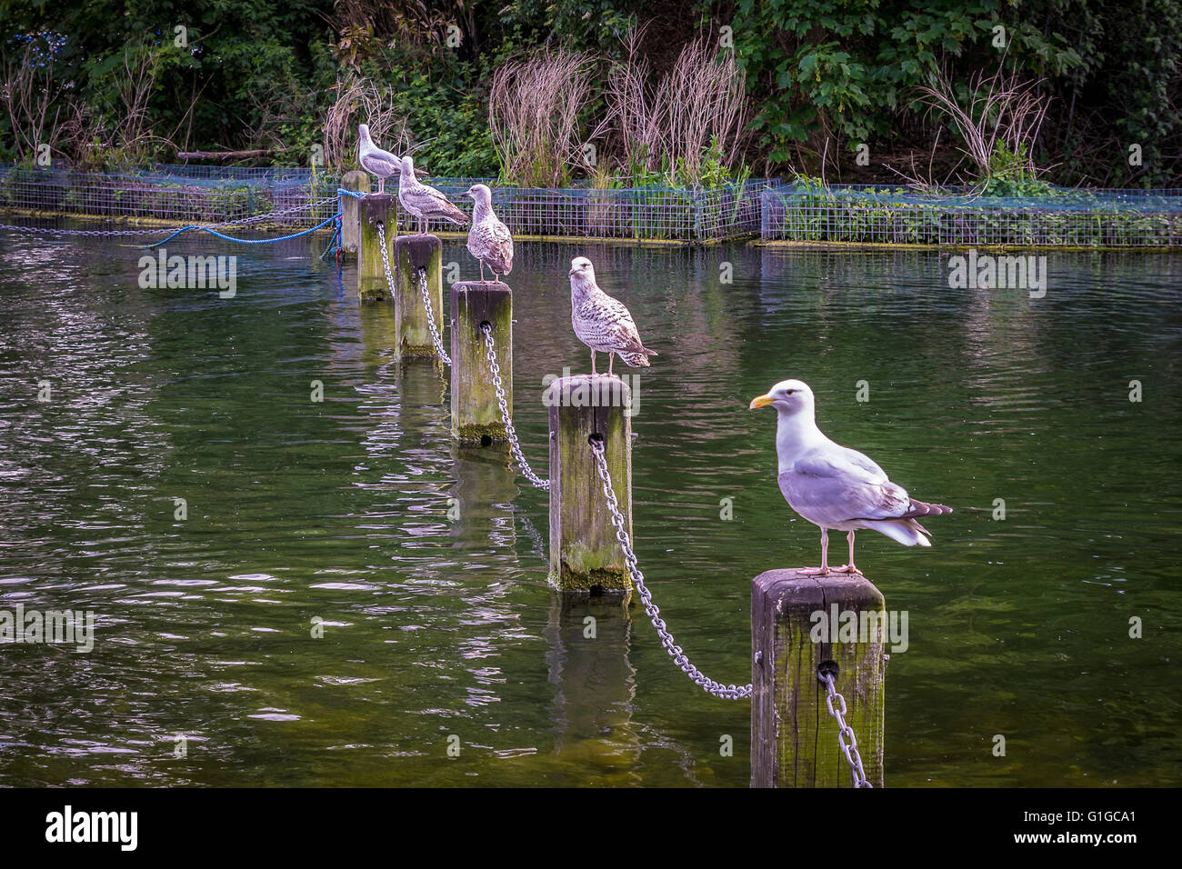 Image result for birds sitting on posts in the serpentine