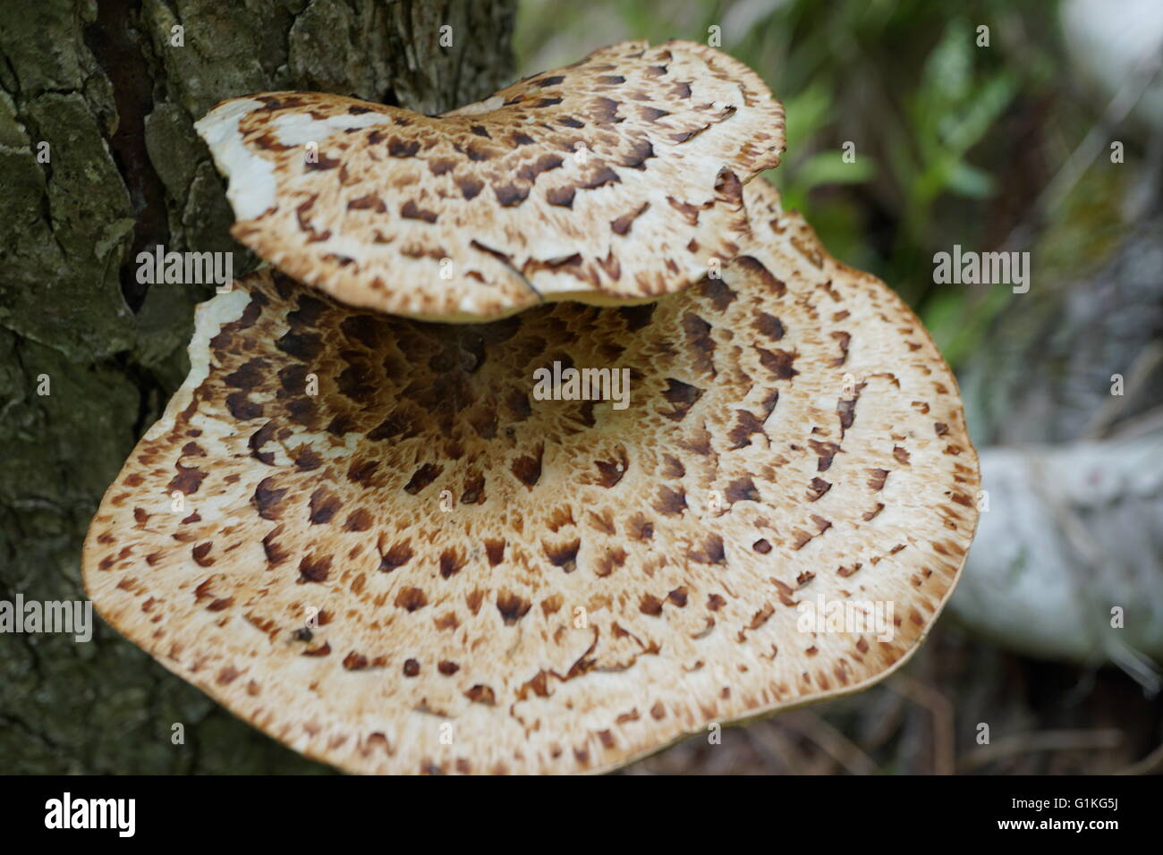 Fungi (Polyporus squamosus) known as Dryad's Saddle ...
