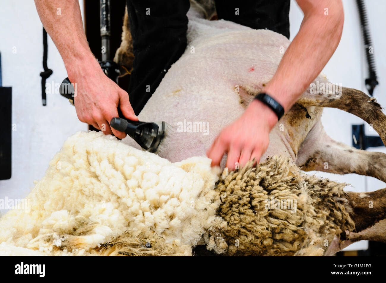 A man uses clippers to shear a sheep fleece at a sheep shearing Stock