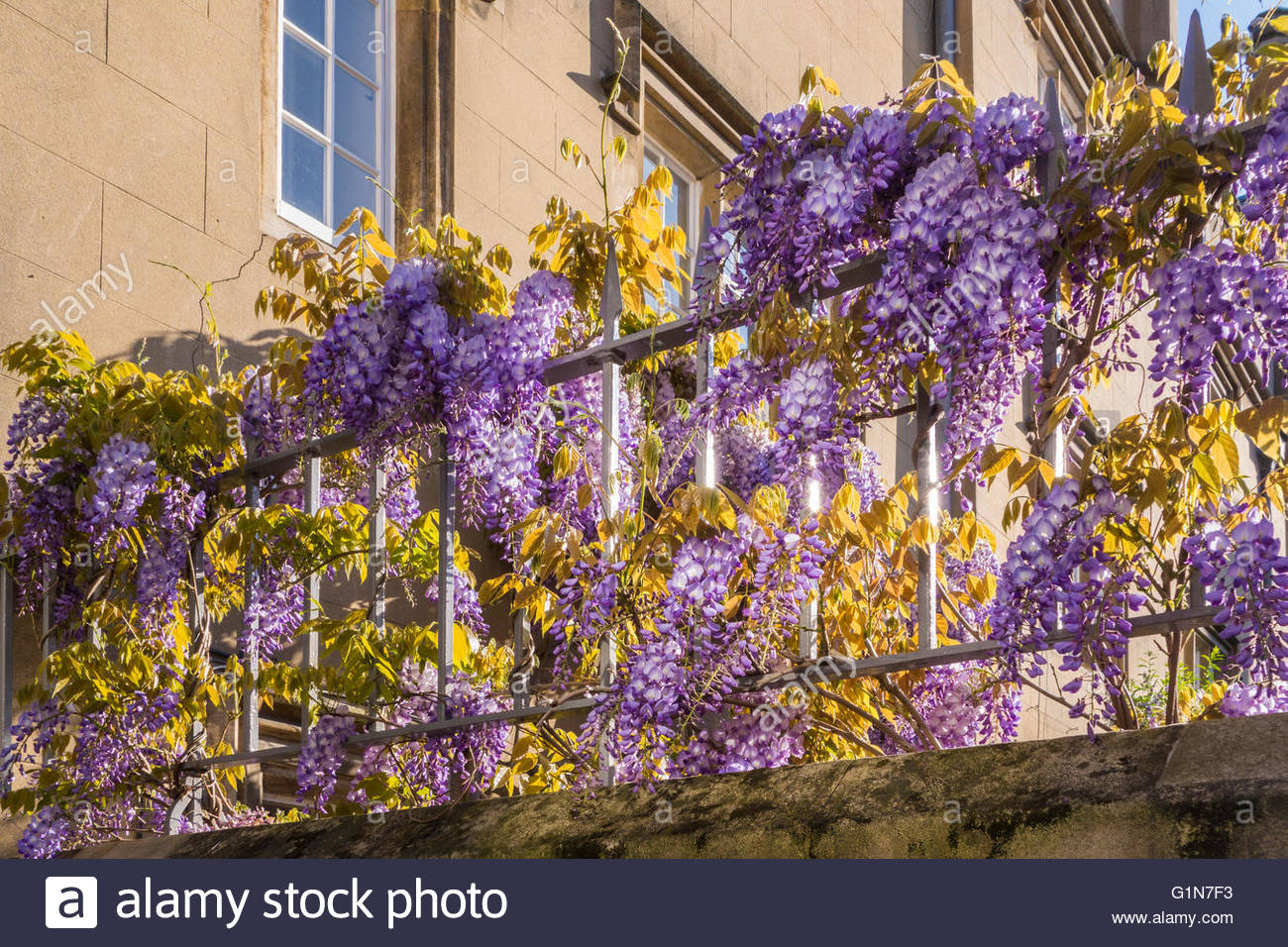 Wisteria in full bloom on the fence outside Sidney Sussex College Stock