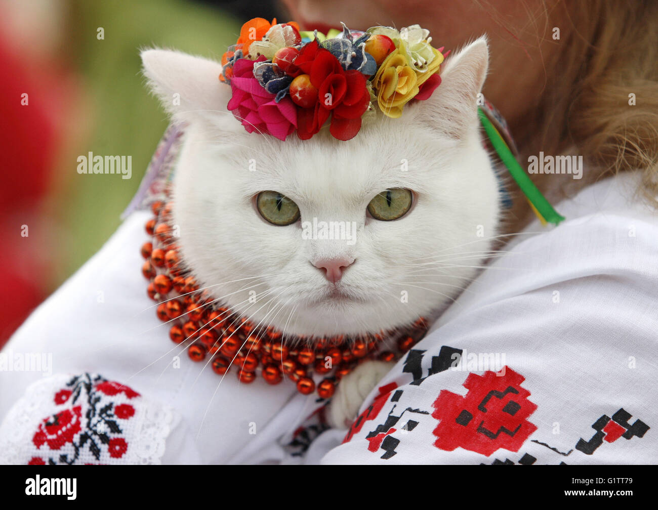 Kiev, Ukraine. 19th May, 2016. A cat dressed in National Ukrainian