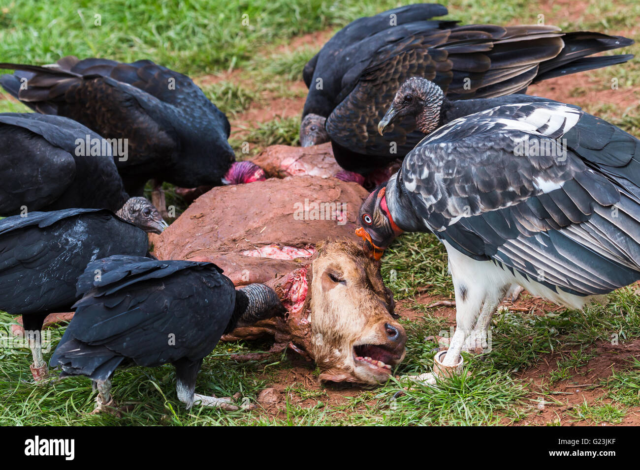 turkey vultures black vultures a king vulture tuck into turkey vultures black vultures a king vulture tuck into