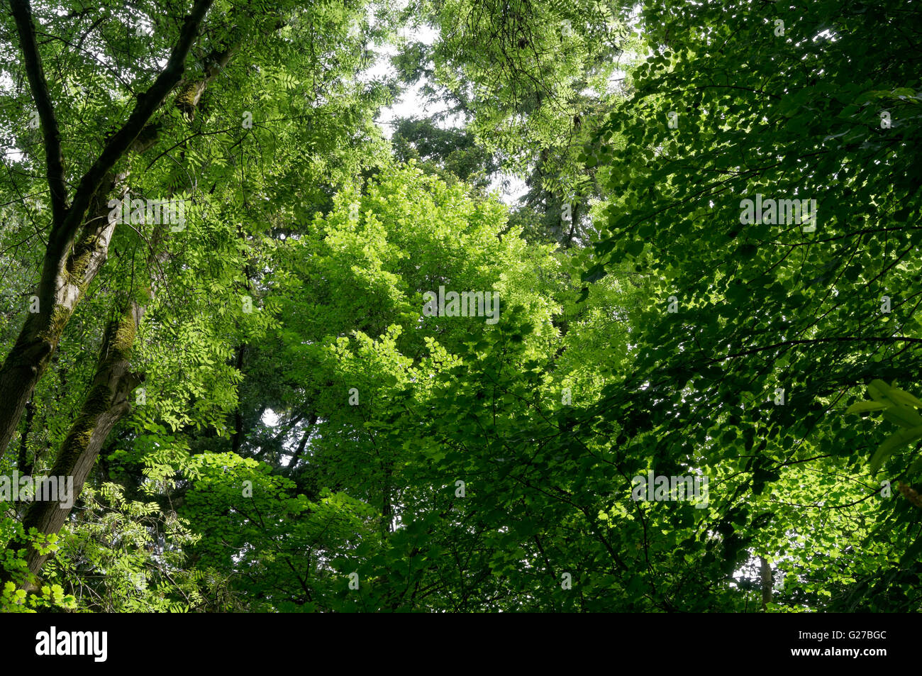 looking-up-into-the-green-canopy-of-a-te