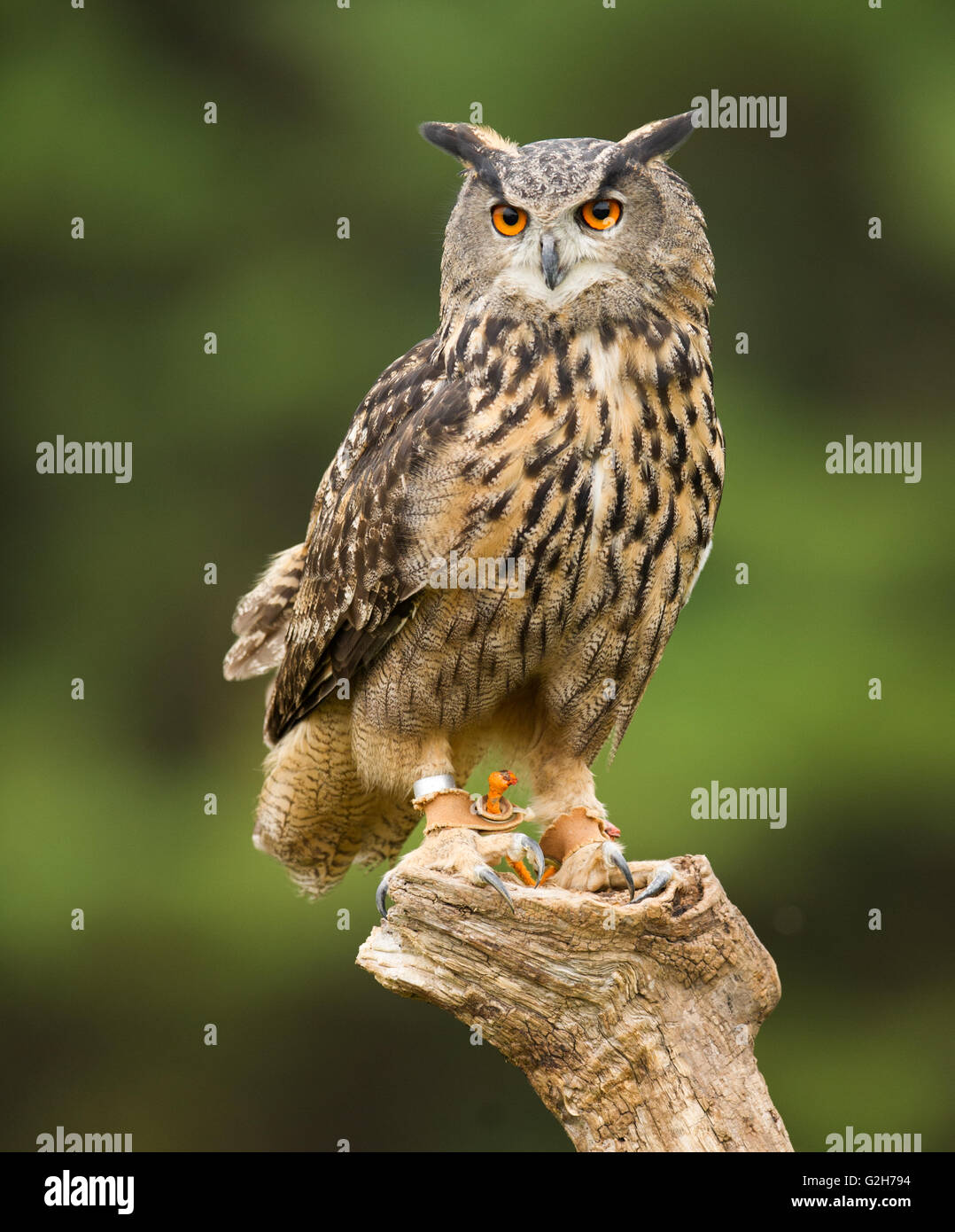 birds found in ontario canada stock photo royalty free birds found in ontario canada stock photo royalty free