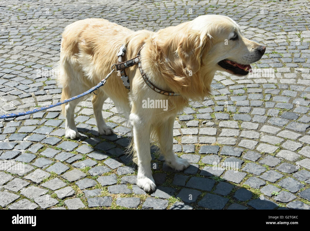 Golden retriever dog on the street in the city Stock Photo, Royalty