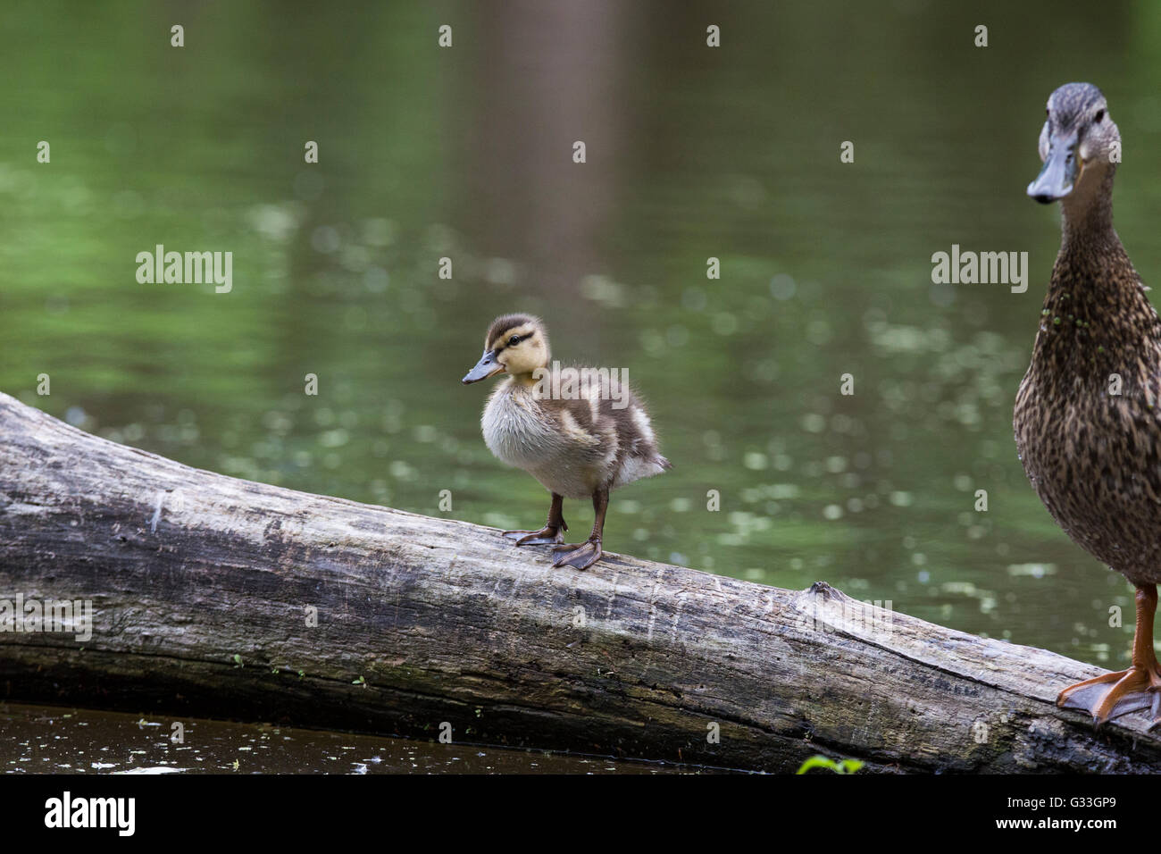 Mallard Duck Hen And Her Ducklings Stock Photo Alamy