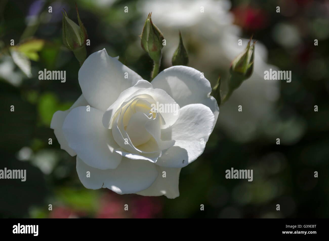 White Garden Rose Bush white rose bush in bloom at natural outdoor garden, sofia White Garden Rose Bush white rose bush in bloom at natural outdoor garden, sofia