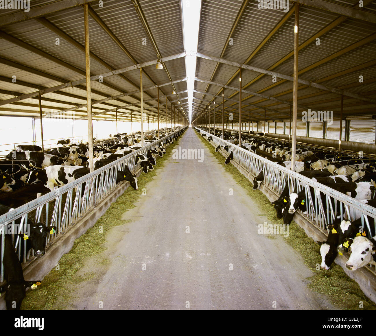 Livestock Holstein dairy cows in a large 1/2 mile long freestall